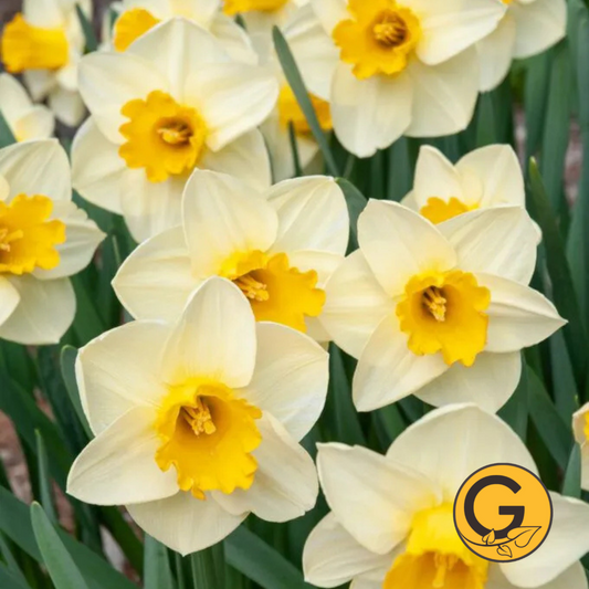 Daffodil 'Golden Salome' // Pre-Order