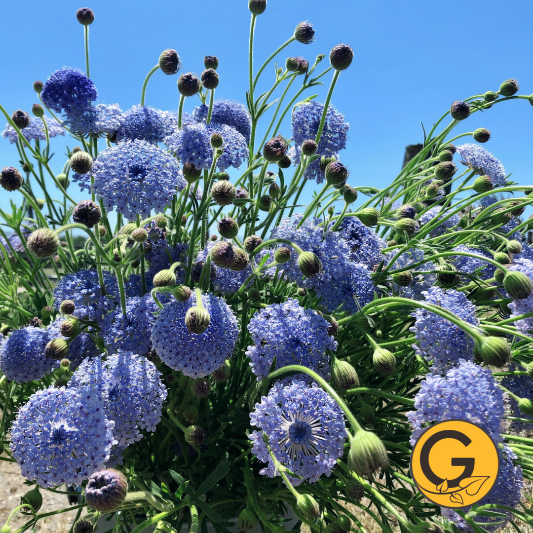 Didiscus 'Lacy Blue' // Pre-Order