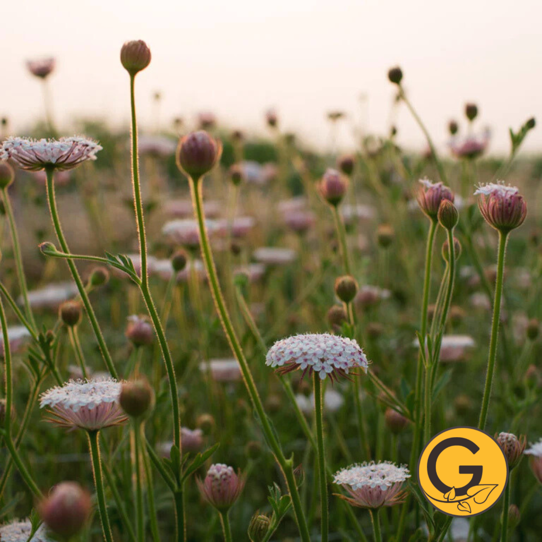 Didiscus 'Lacy Pink' // Pre-Order