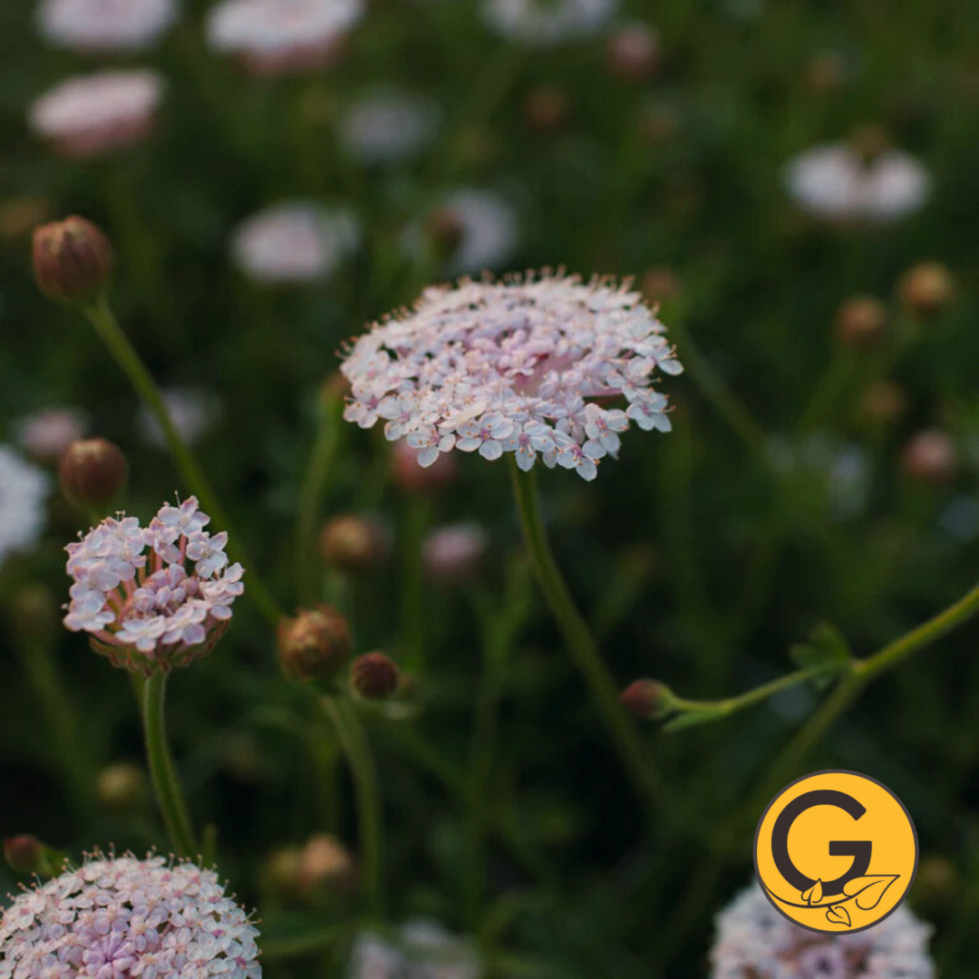 Didiscus 'Lacy Pink' // Pre-Order