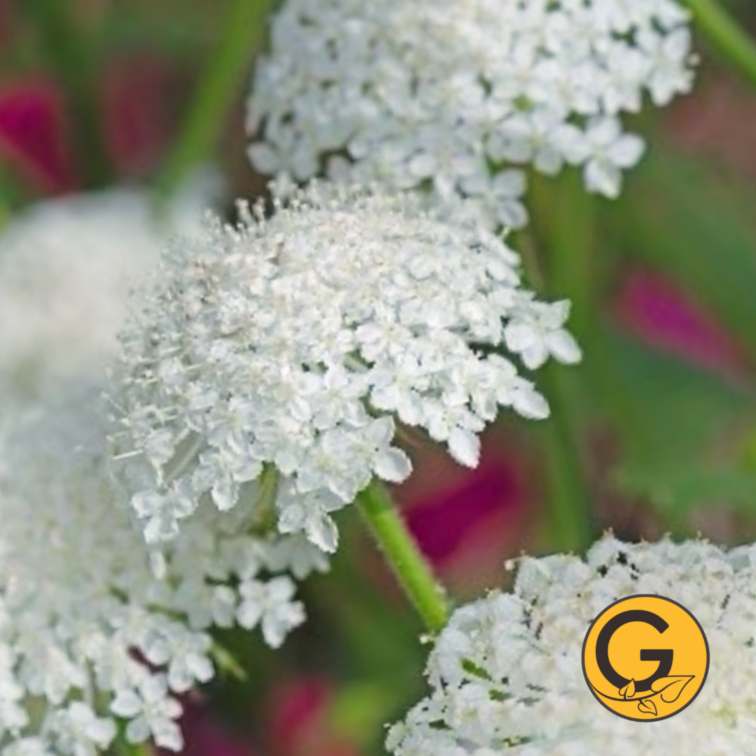 Didiscus 'Lacy White' // Pre-Order