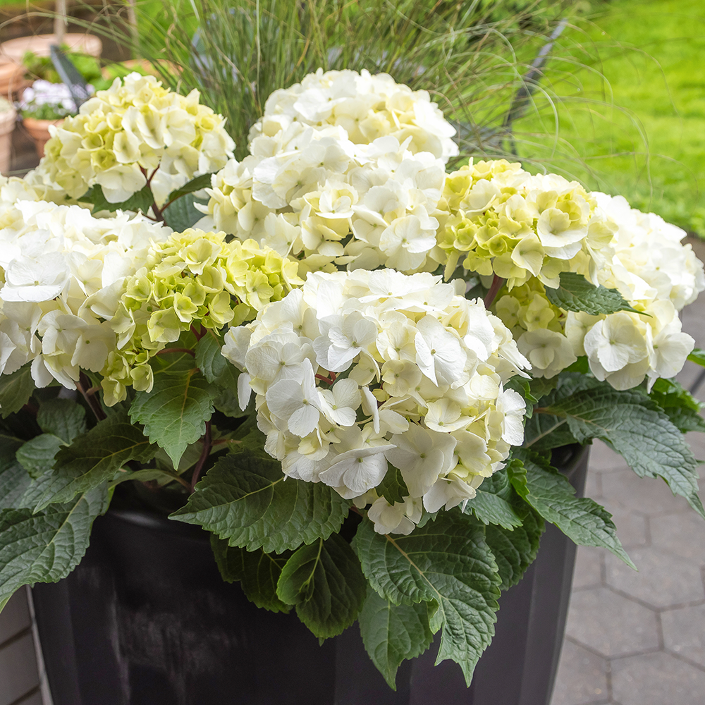 Endless Summer® Dreamcloud® Hydrangea