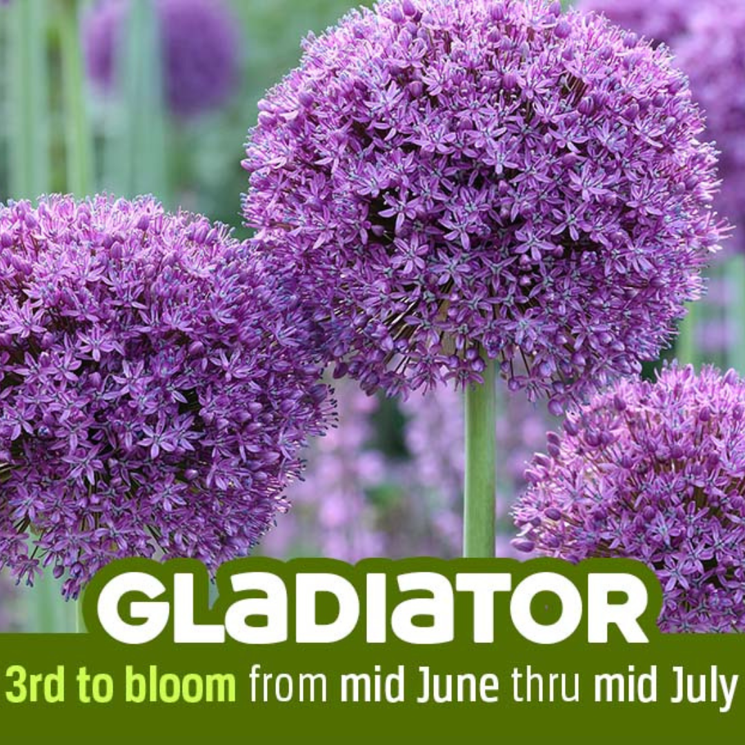 Allium 'Gladiator' // Pre-Order