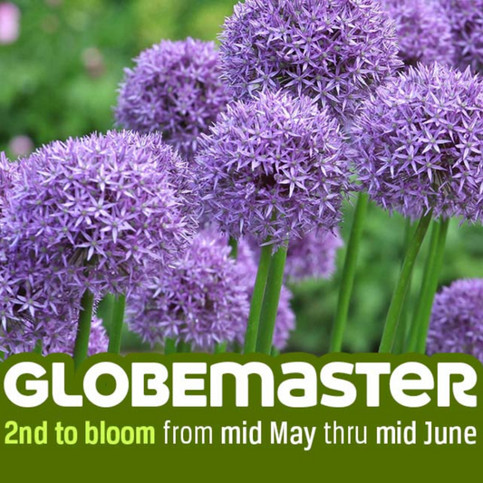 Allium 'Globemaster' // Pre-Order