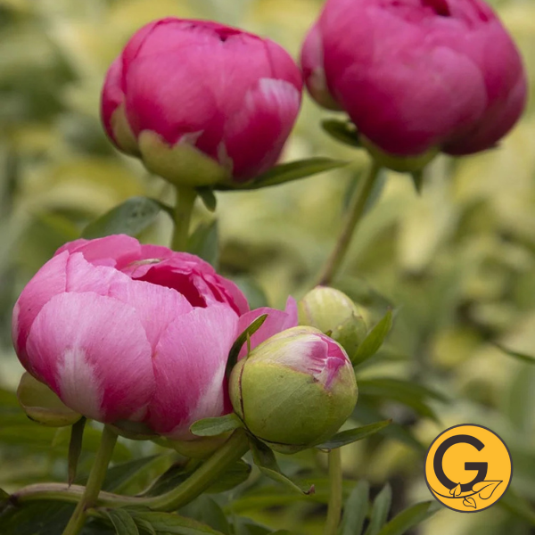 Peony 'Cytherea' // Pre-Order