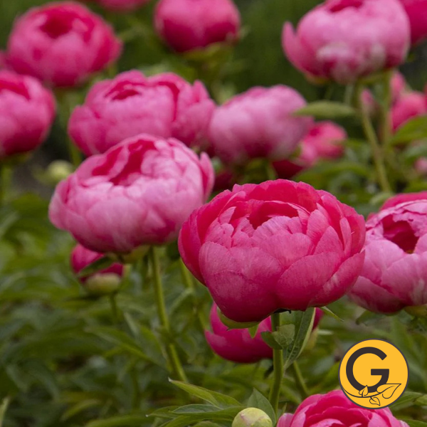 Peony 'Cytherea' // Pre-Order