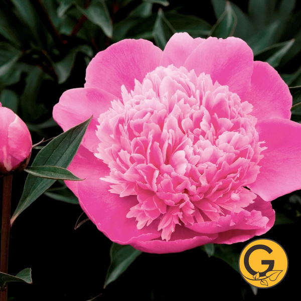 Peony 'Mme Emile Debten' // Pre-Order