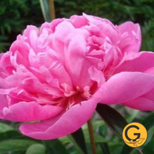 Peony 'Mme Emile Debten' // Pre-Order