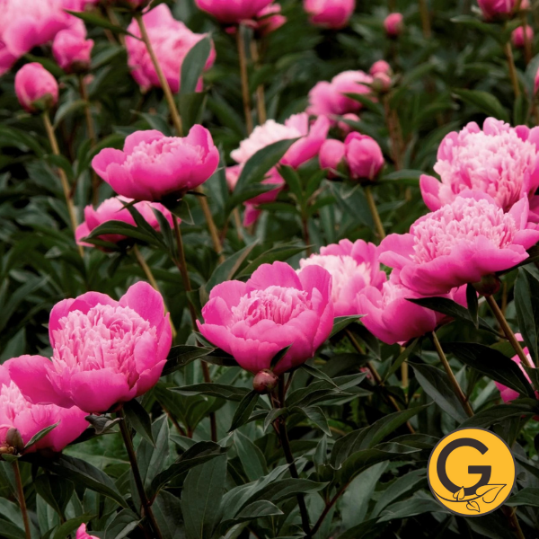 Peony 'Mme Emile Debten' // Pre-Order