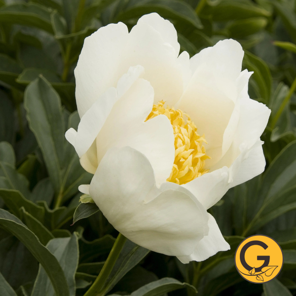 Peony 'Jan Van Leeuwen' // Pre-Order