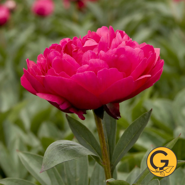 Peony 'Kansas' // Pre-Order