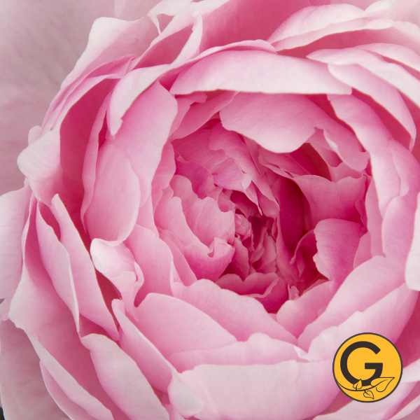 Peony 'Lady Orchid' // Pre-Order