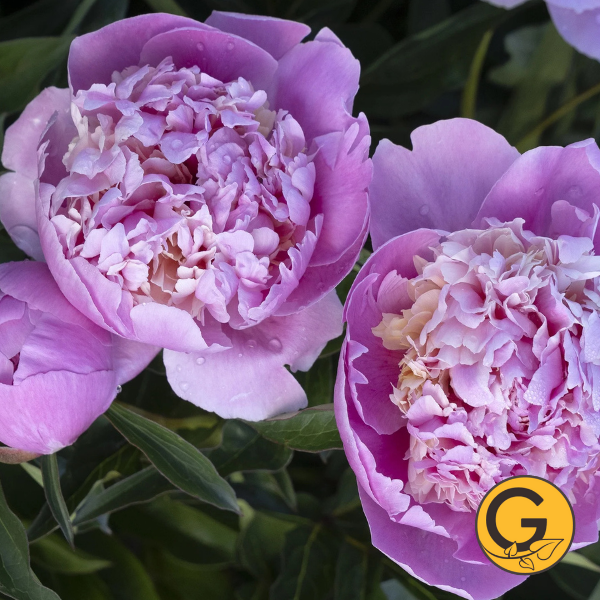 Peony 'Raspberry Sundae' // Pre-Order