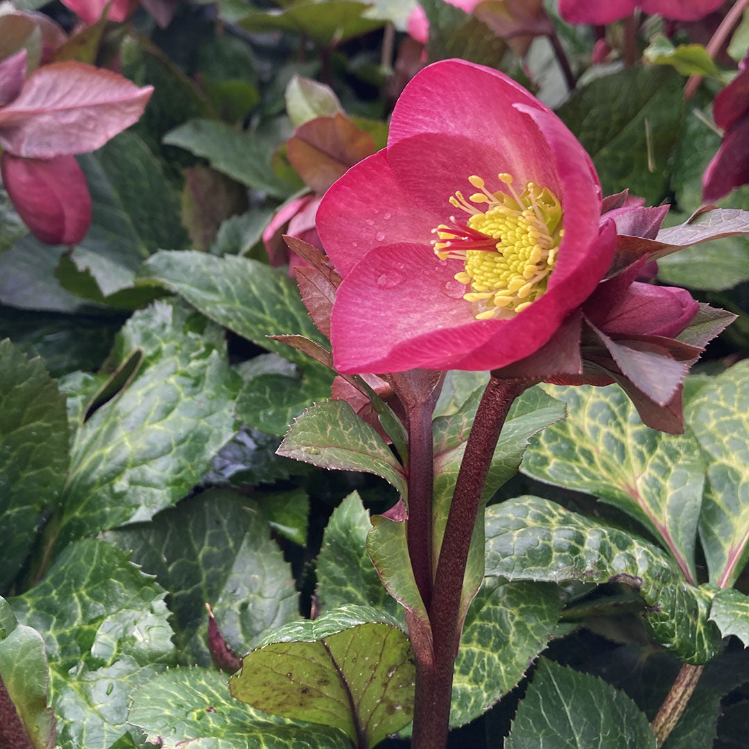 Hellebore 'Mindy Marble'
