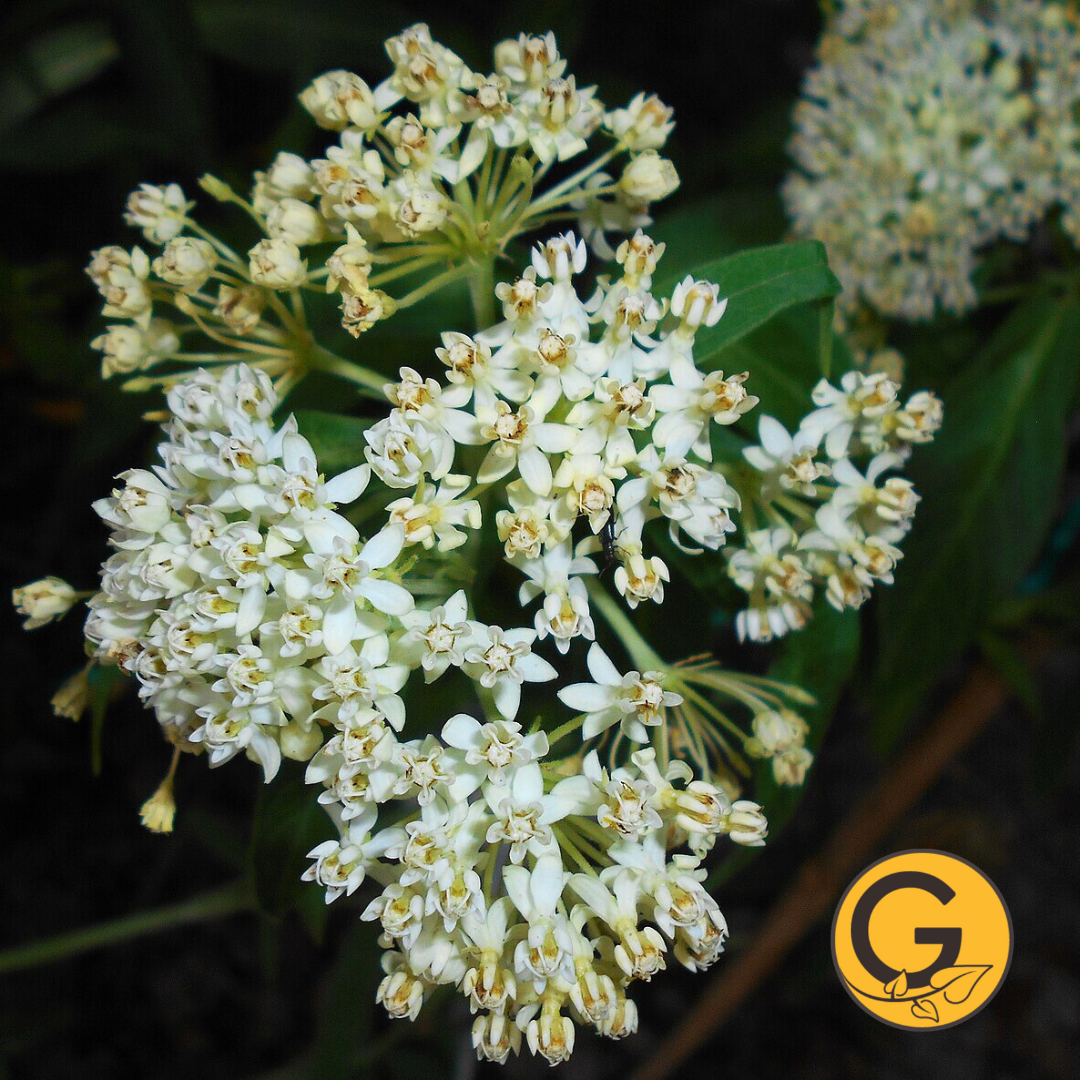 Swamp Milkweed 'Ice Ballet' // Pre-Order