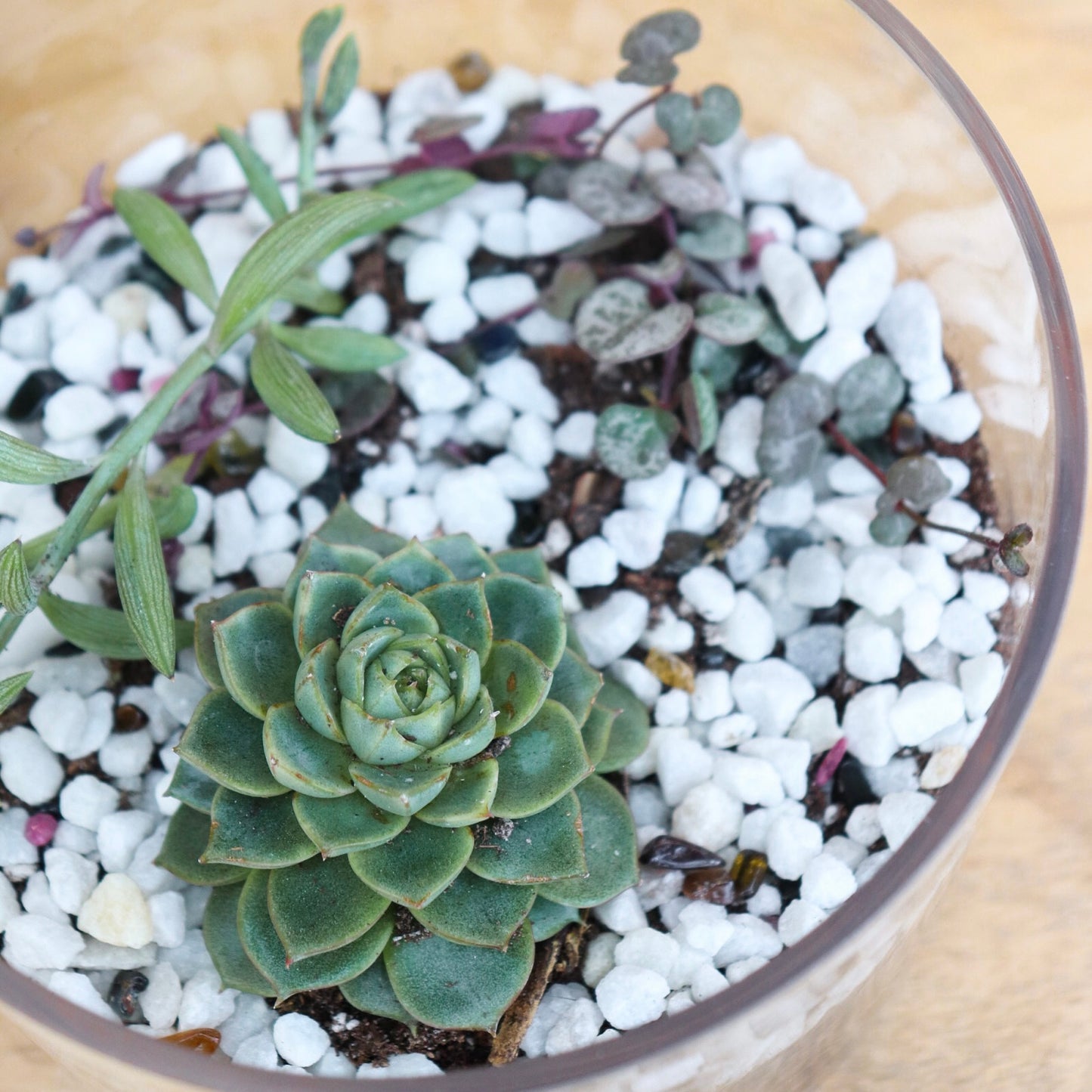 Terrarium Workshop: Succulents