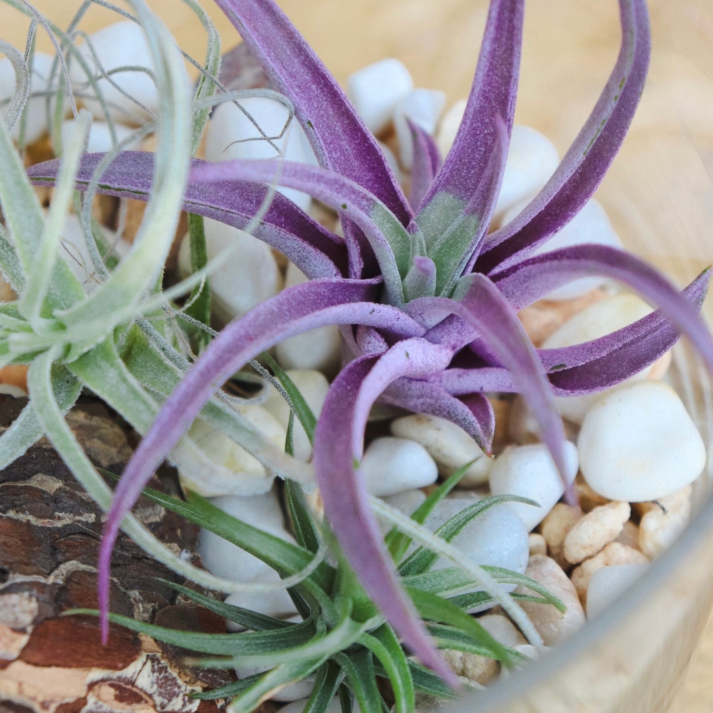 Terrarium Workshop: Air Plants