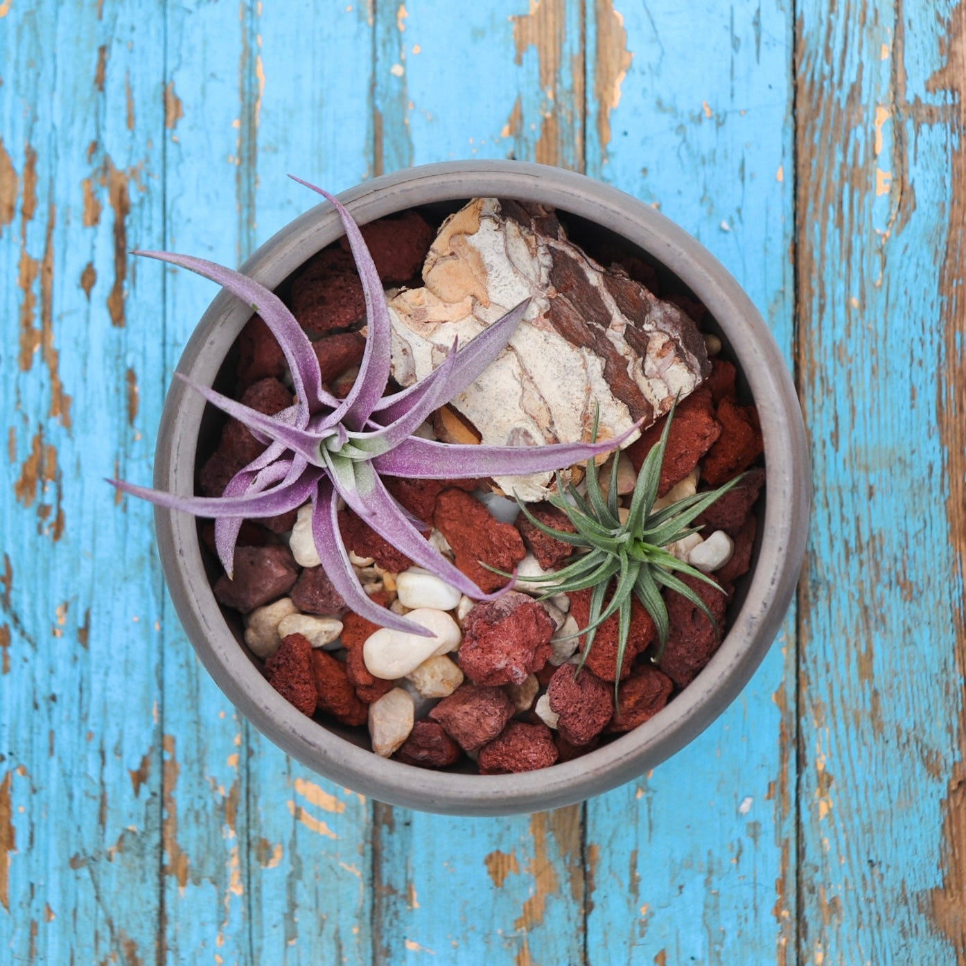 Terrarium Workshop: Air Plants