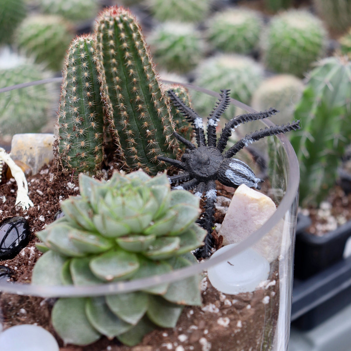Terrarium Workshop: Spooky Succulents and Creepy Cacti