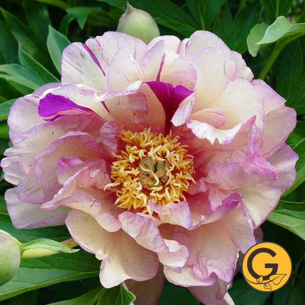 Itoh Peony 'Blueberry Lemonade' // Pre-Order