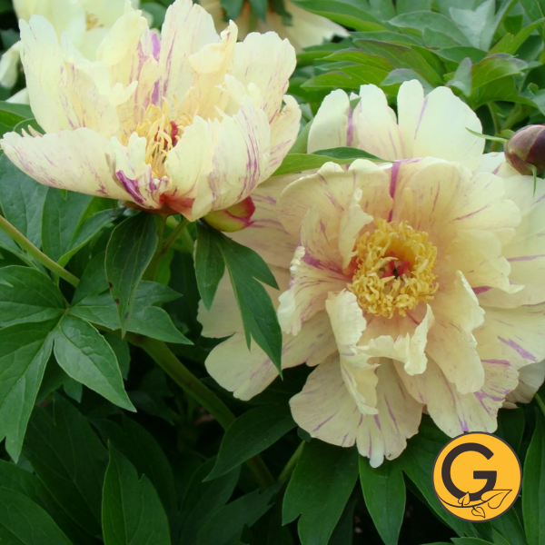 Itoh Peony 'Blueberry Lemonade' // Pre-Order