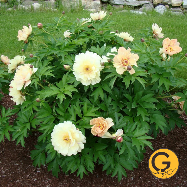 Itoh Peony 'Blueberry Lemonade' // Pre-Order