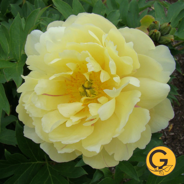 Itoh Peony 'Pineapple Fizz' // Pre-Order