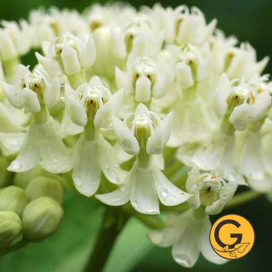 Swamp Milkweed 'Ice Ballet' // Pre-Order