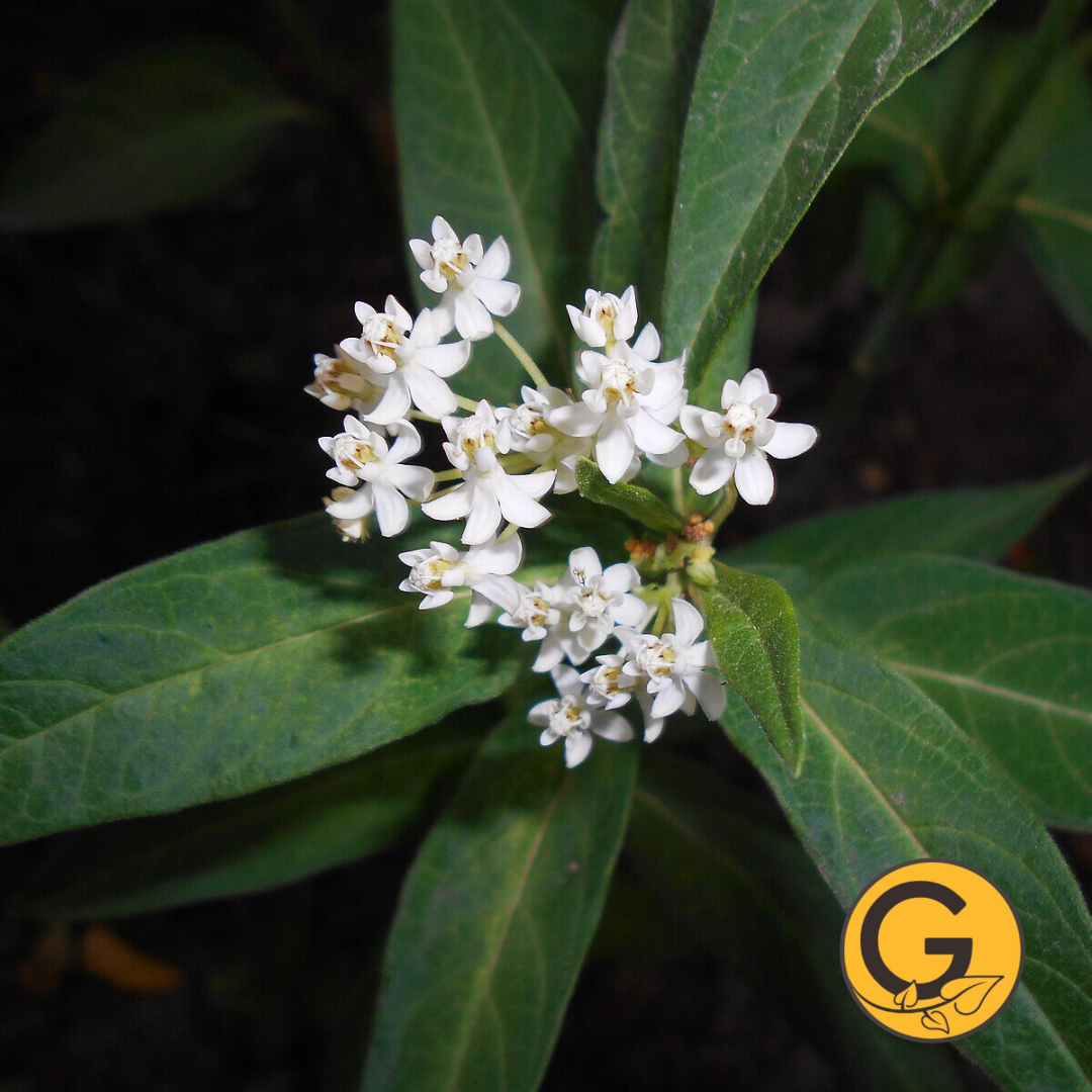 Swamp Milkweed 'Ice Ballet' // Pre-Order