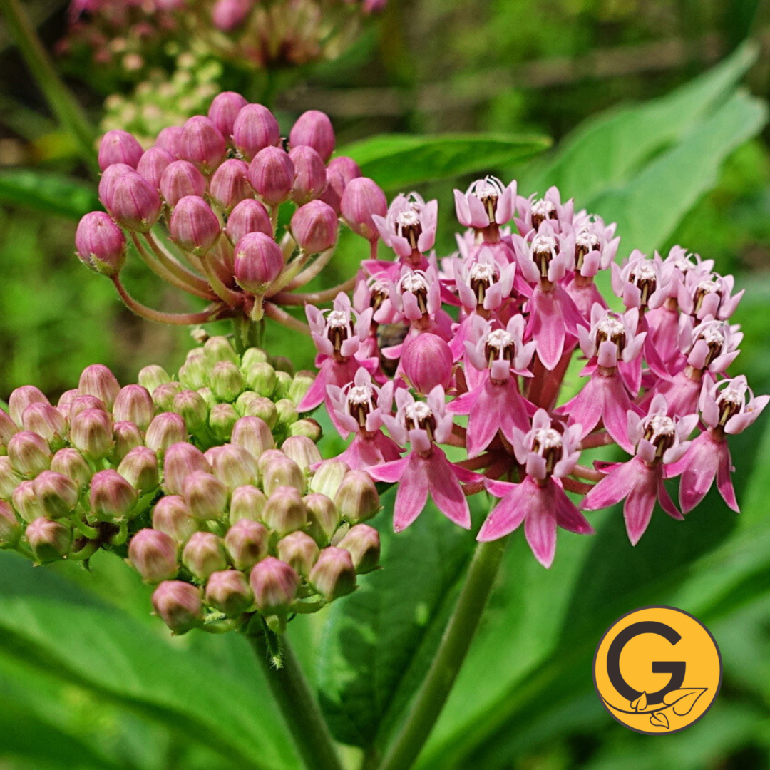 Swamp Milkweed Pink // Pre-Order