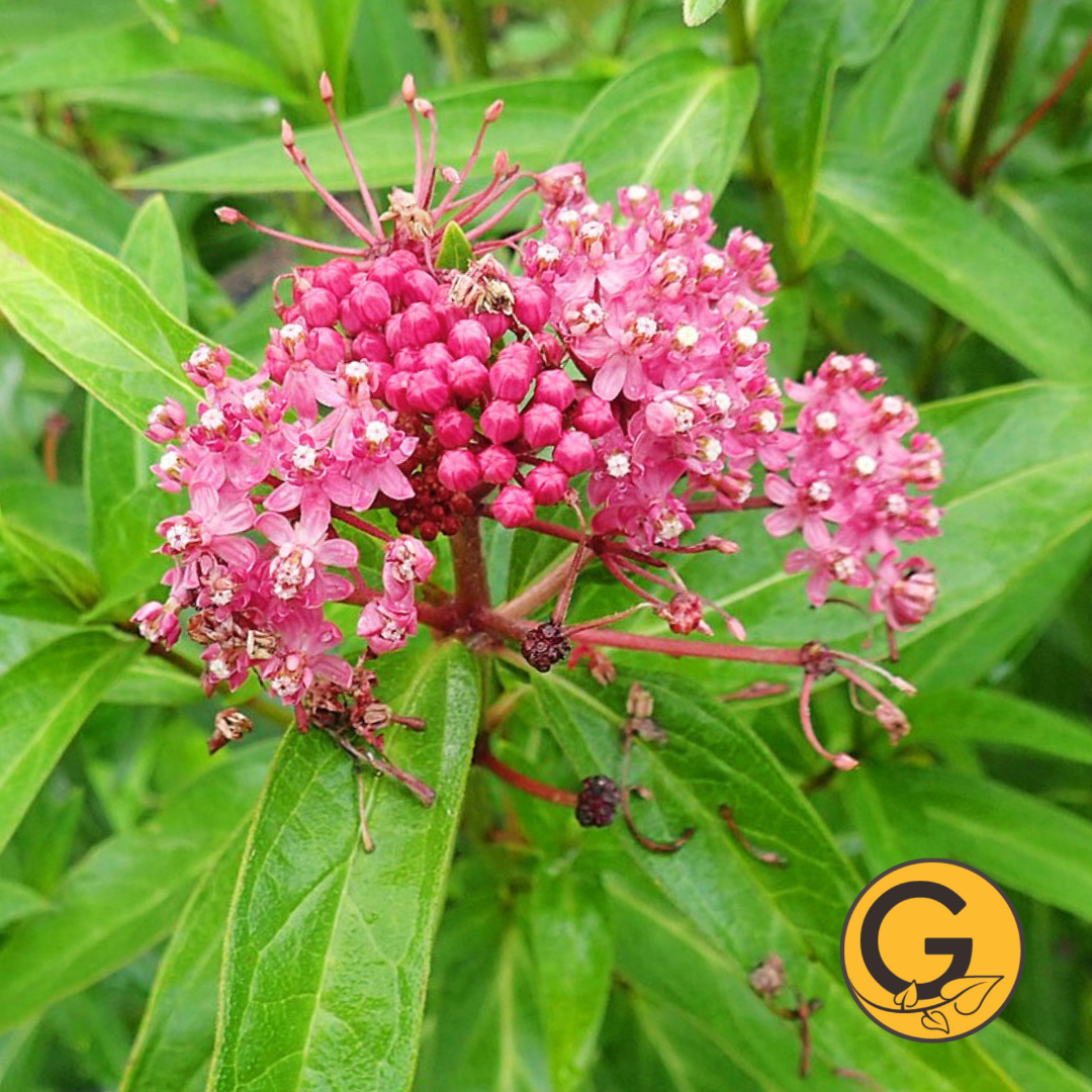 Swamp Milkweed Pink // Pre-Order