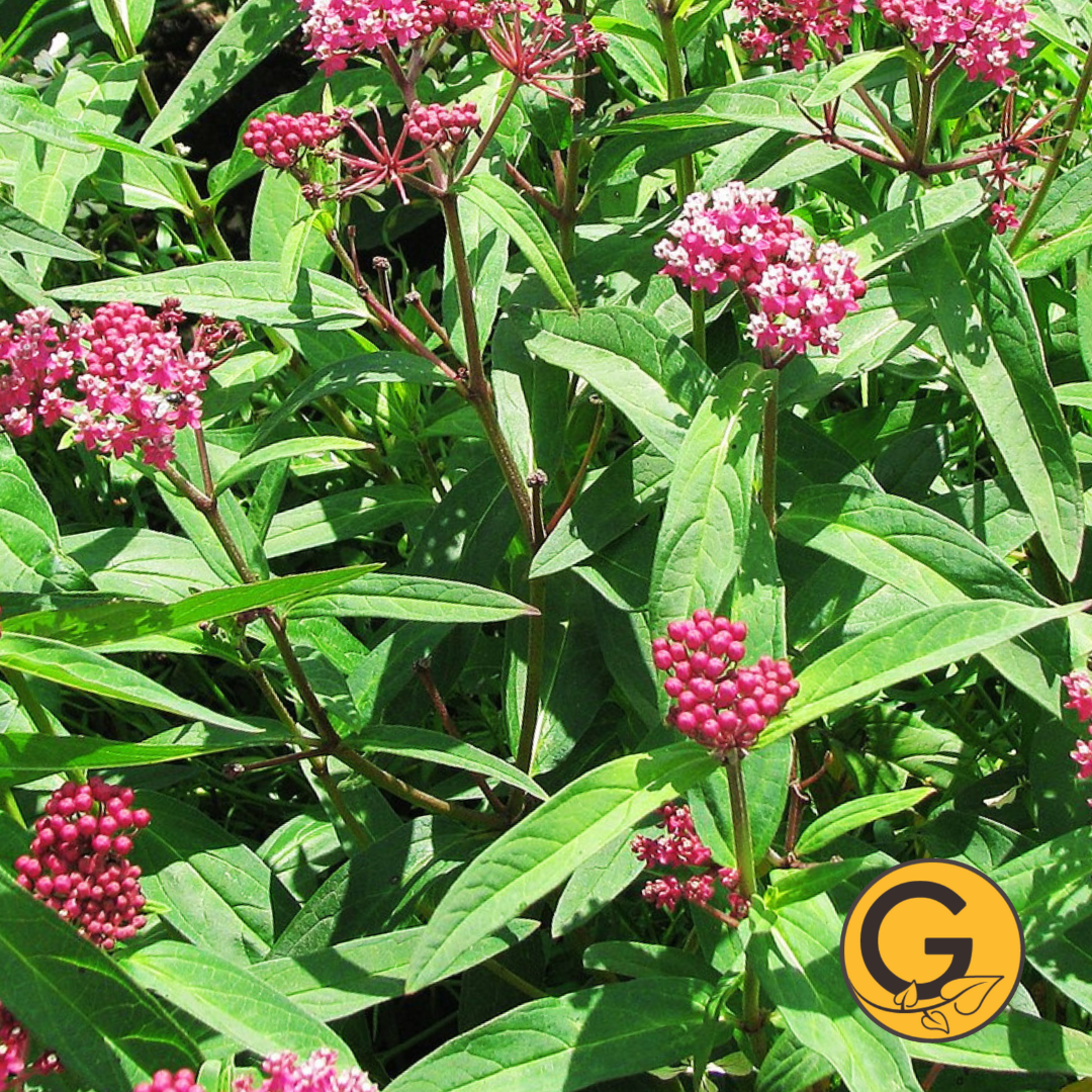 Swamp Milkweed Pink // Pre-Order