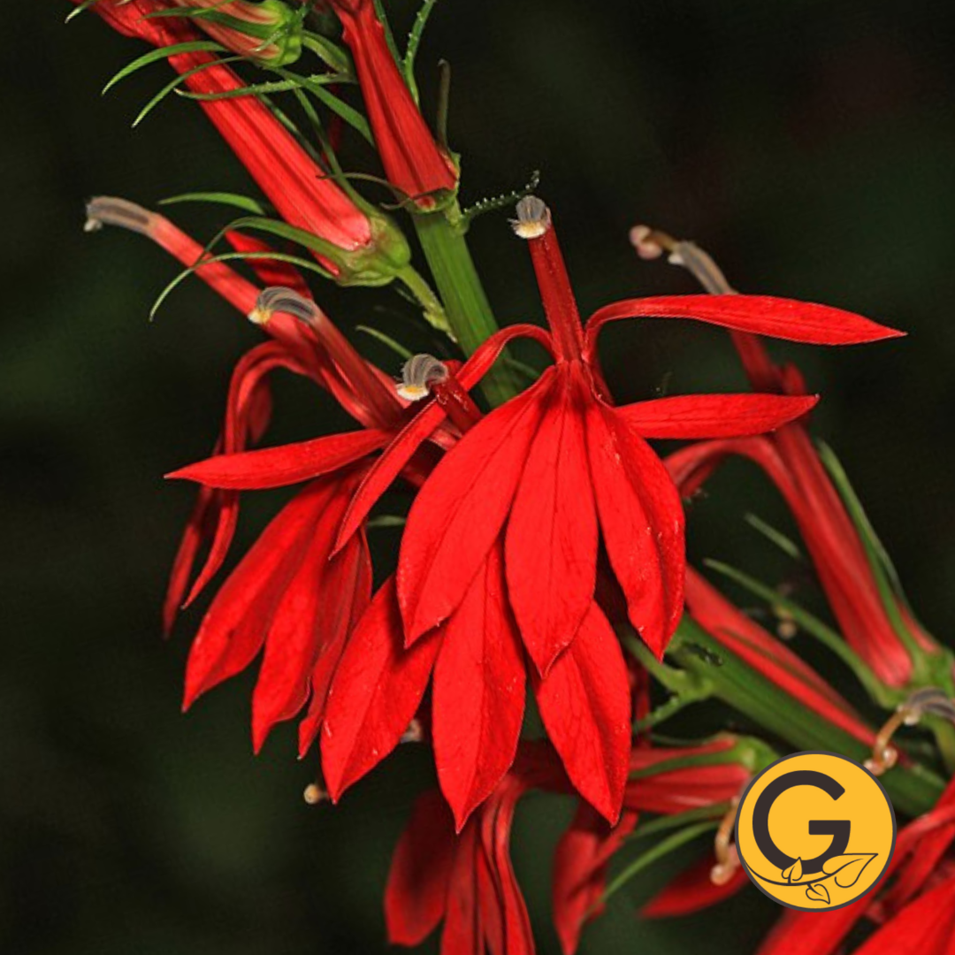 Lobelia 'Cardinalis' // Pre-Order