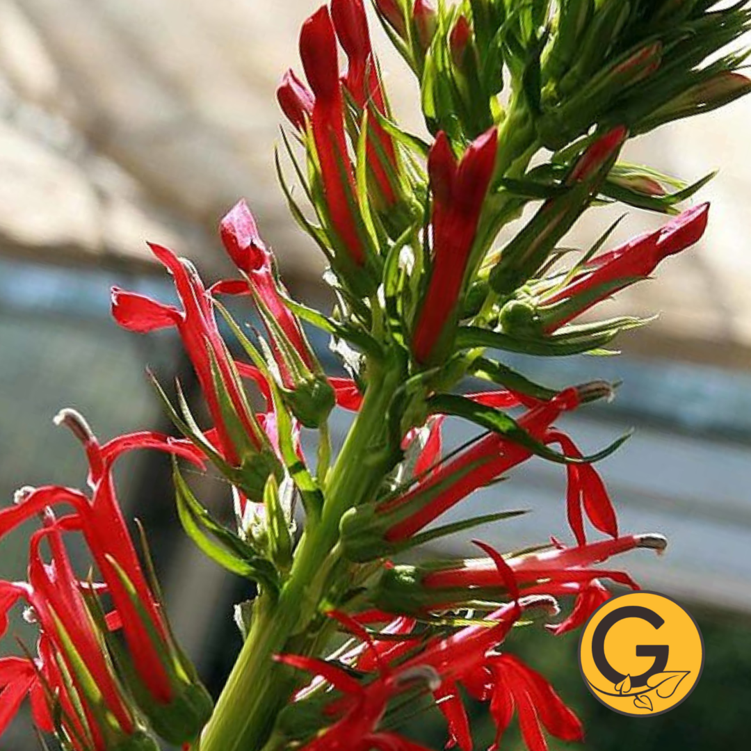 Lobelia 'Cardinalis' // Pre-Order