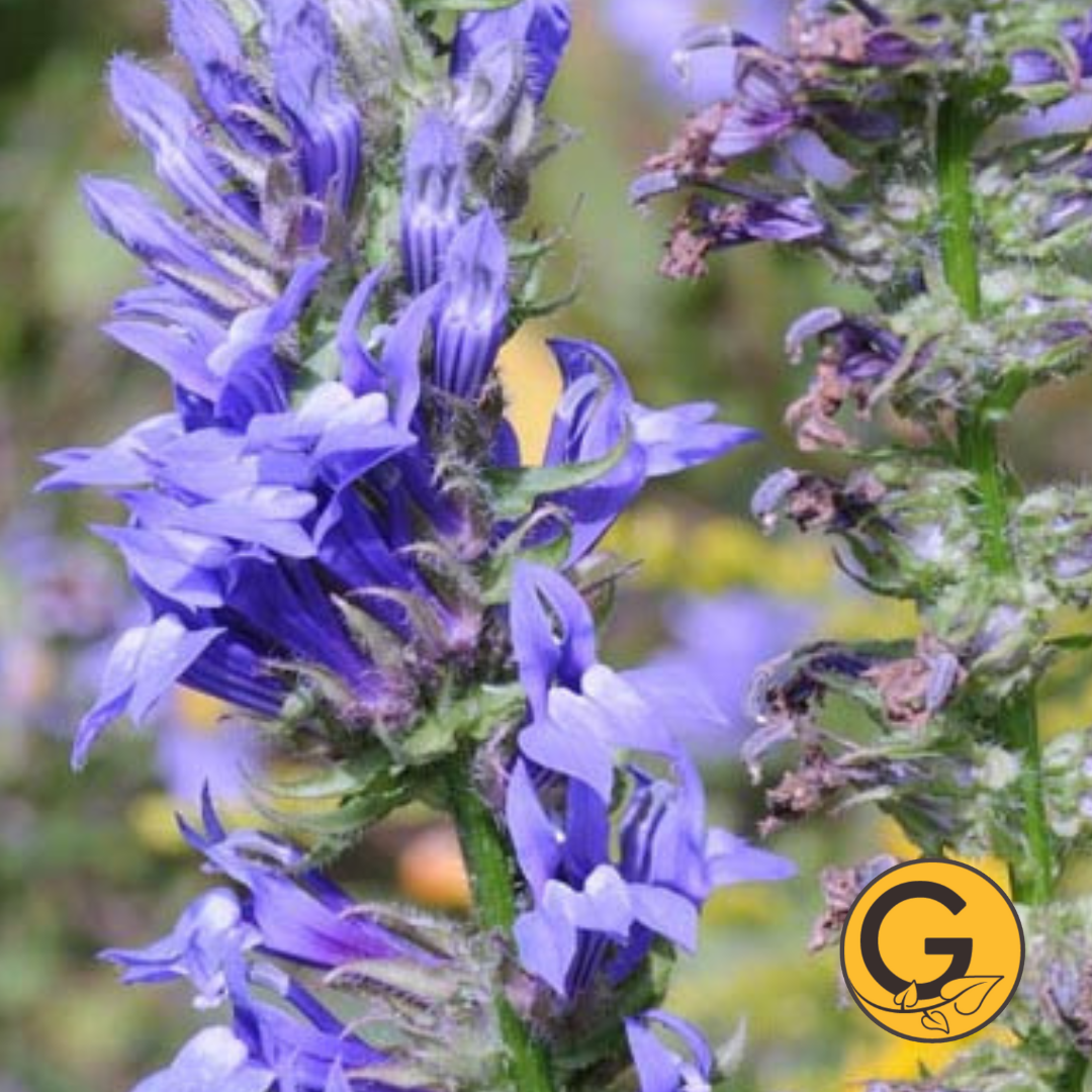 Lobelia 'Siphilitica' // Pre-Order