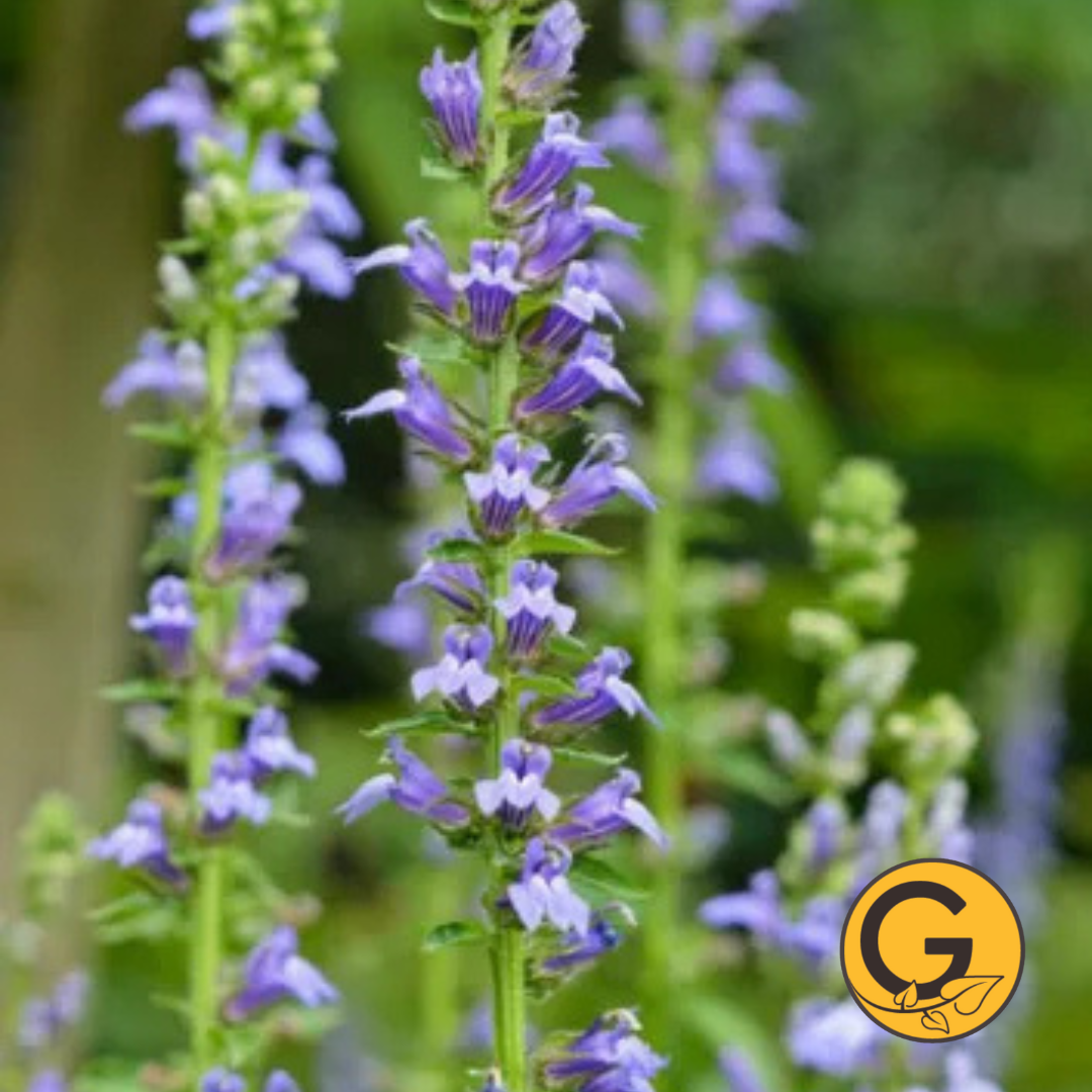 Lobelia 'Siphilitica' // Pre-Order