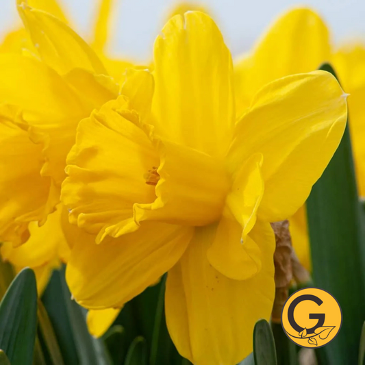 Daffodil 'Lucky Number' // Pre-Order