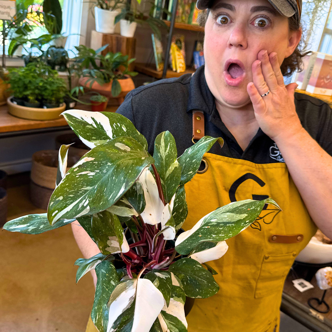 Philodendron 'Red Medusa' - Rare Indoor Plant
