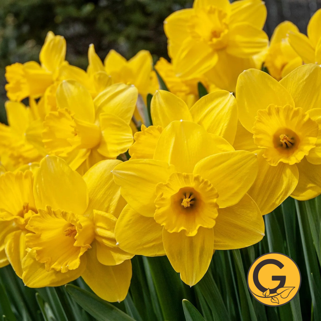 Daffodil 'Lucky Number' // Pre-Order