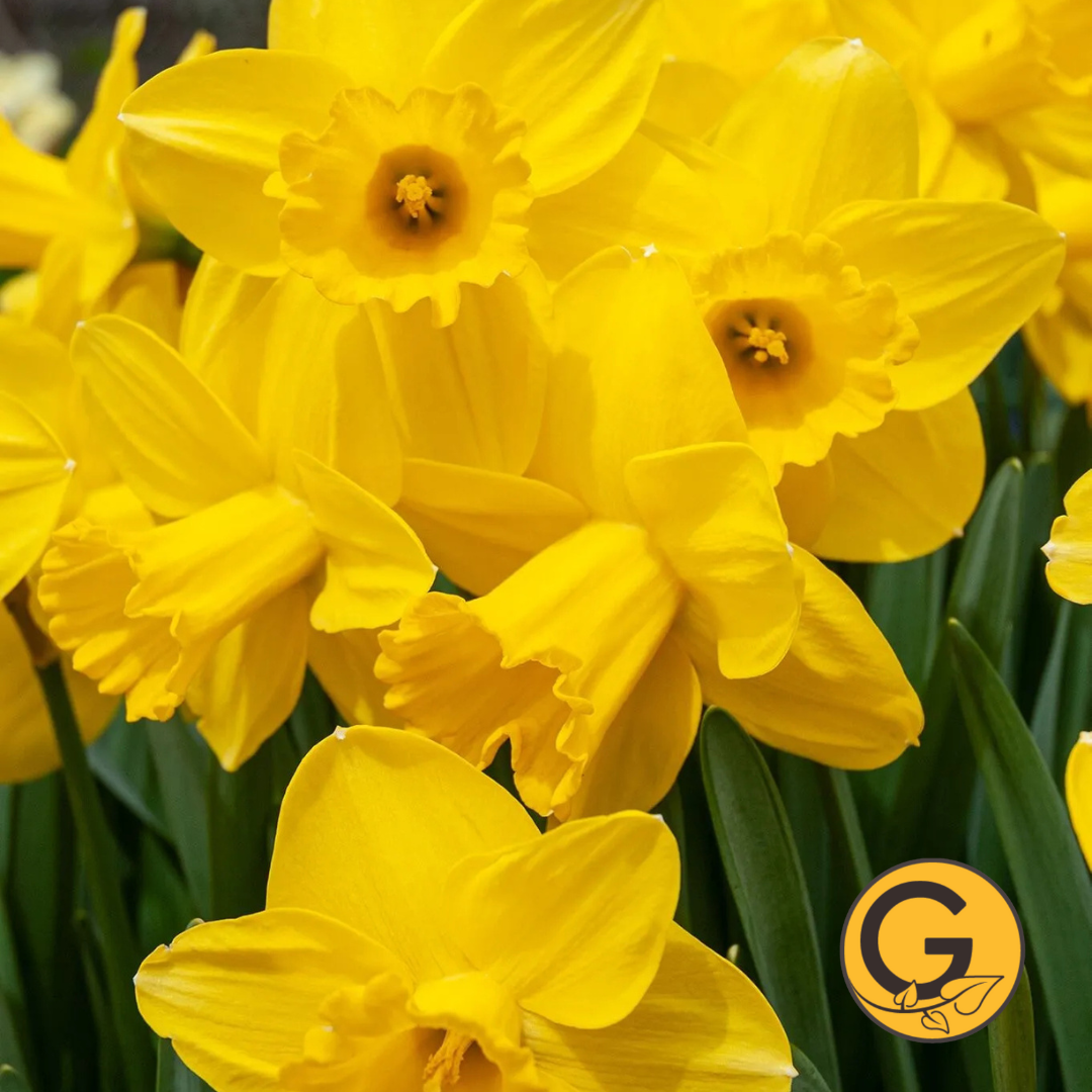 Daffodil 'Lucky Number' // Pre-Order