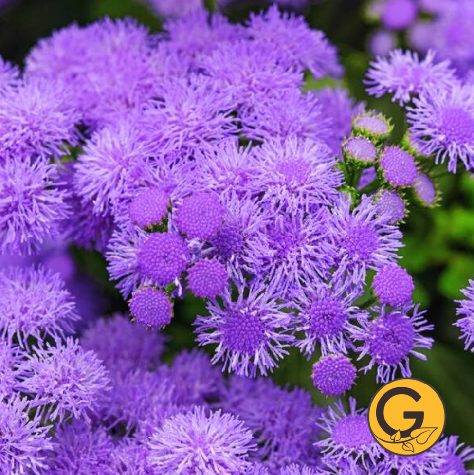 Ageratum 'Monarch Magic' // Pre-Order