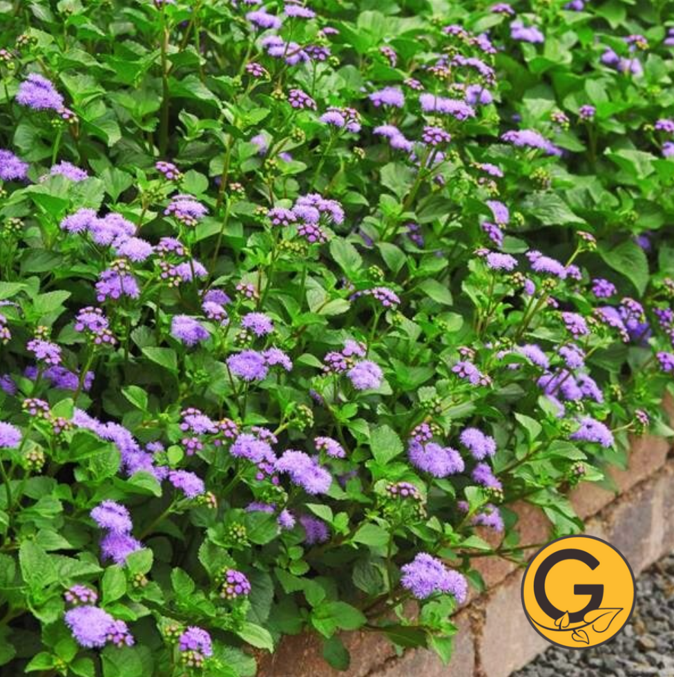 Ageratum 'Monarch Magic' // Pre-Order