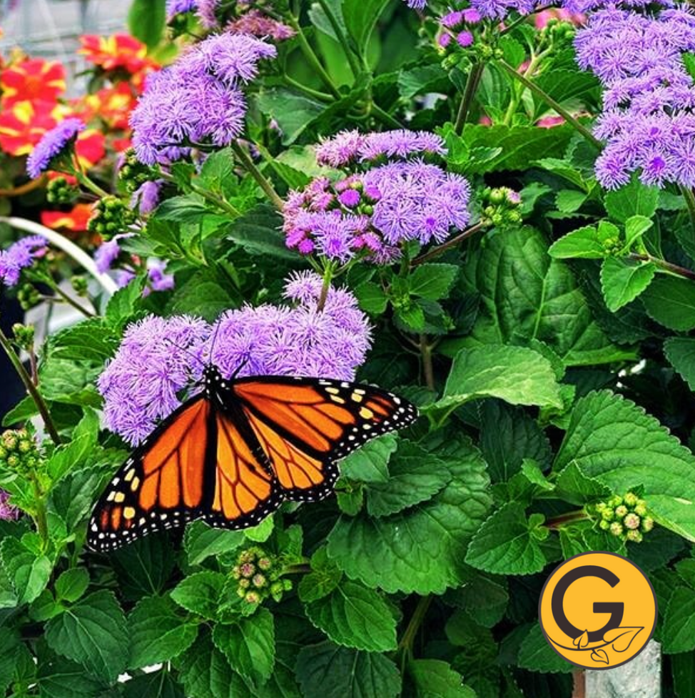 Ageratum 'Monarch Magic' // Pre-Order