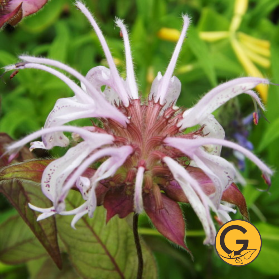 Bradbury's 'Bee Balm' // Pre-Order