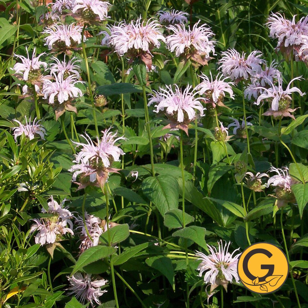 Bradbury's 'Bee Balm' // Pre-Order