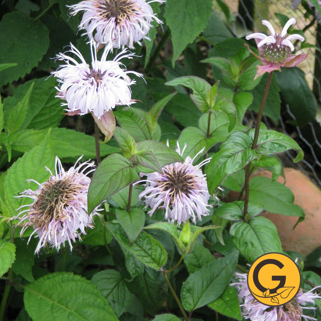 Bradbury's 'Bee Balm' // Pre-Order