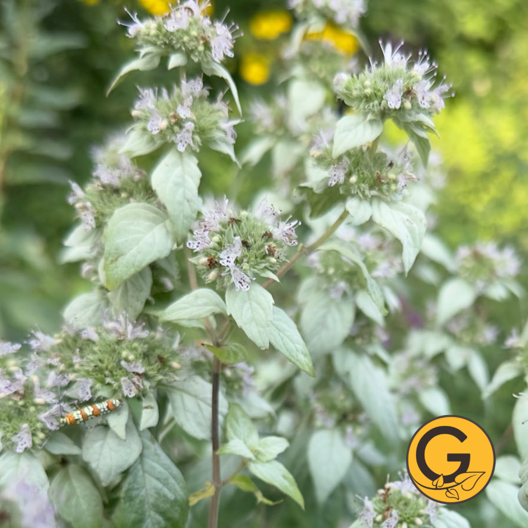 Smooth Mountain Mint // Pre-Order