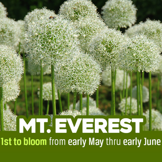 Allium 'Mt.Everest' // Pre-Order