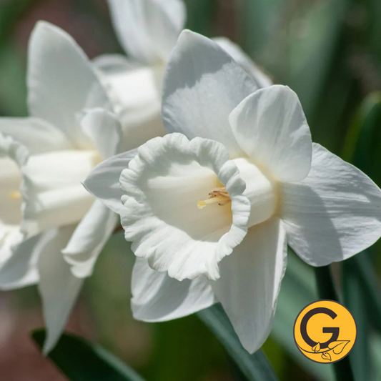 Daffodil 'Mt.Hood' // Pre-Order