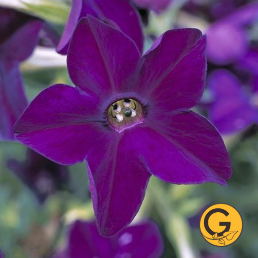 Nicotiana 'Perfume Deep Purple' // Pre-Order